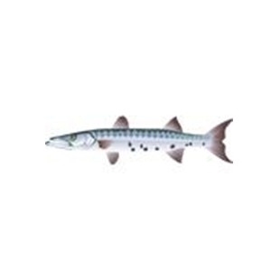 Great Barracuda